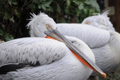 Laissez moi dormir_4299184454_l.jpg